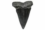 Fossil Broad-Toothed Mako Tooth - South Carolina #376000-1
